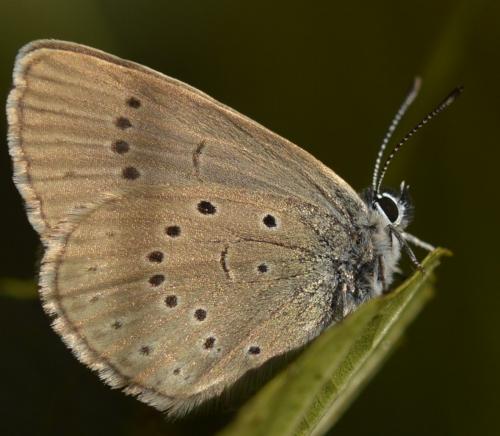 Phengaris teleius